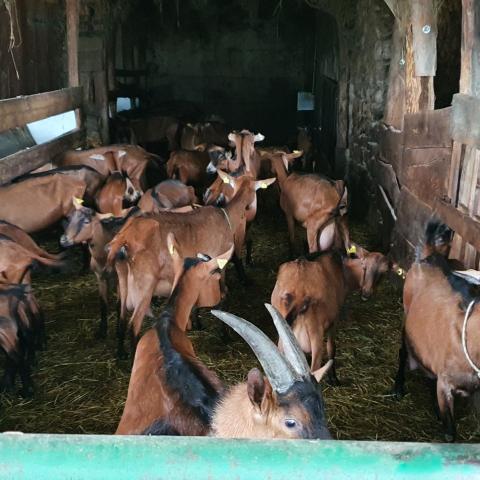 Foto nr. 9 azienda agricola Battista Aquilini, con rivendita formaggi di capra - © G.S. Marinelli, riproduzione vietata.