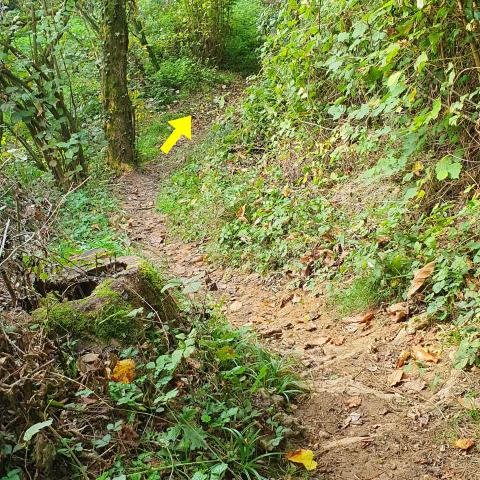 Foto nr. 10 Proseguiamo su questo sentiero nel bosco, stretto ed in discesa - © G.S. Marinelli, riproduzione vietata.