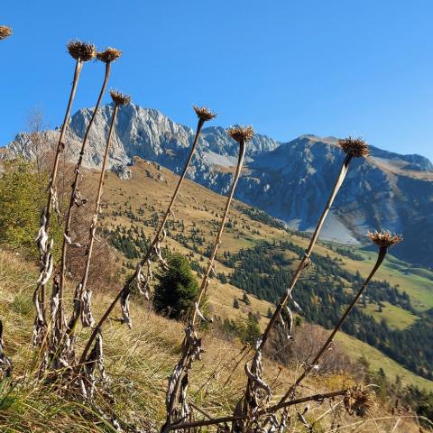   - © G.S. Marinelli, riproduzione vietata.