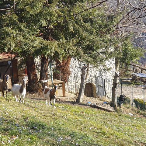  caprette al pascolo - © G.S. Marinelli, riproduzione vietata.