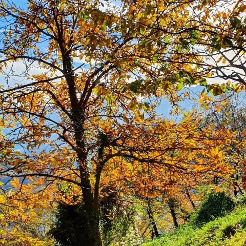  autunno - © G.S. Marinelli, riproduzione vietata.