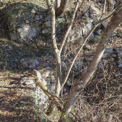 Foto nr. 16 attraversiamo la valle Brandena con il Rio Gelminello - © G.S. Marinelli, riproduzione vietata.