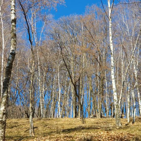 Foto nr. 6 In alto, sulla nostra destra, vediamo un bel bosco di betulle - © G.S. Marinelli, riproduzione vietata.