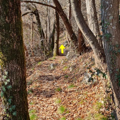 Foto nr. 11 rimaniamo sempre nel bosco - © G.S. Marinelli, riproduzione vietata.