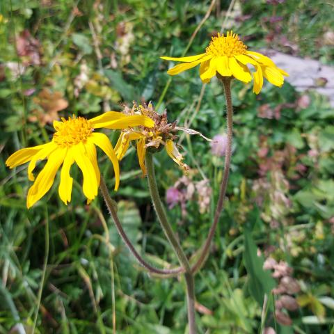 Arnica sui pascoli del Passo Branchino  - © G.S. Marinelli, riproduzione vietata.