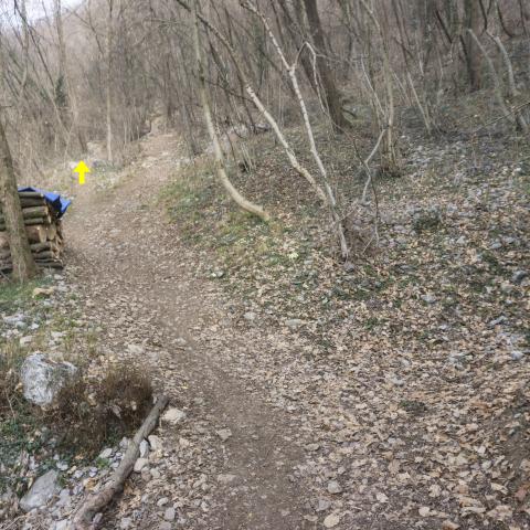 Foto nr. 3 Il sentiero si sviluppa nel bosco e poco dopo si biforca in due rami, che proseguono quasi paralleli - © G.S. Marinelli, riproduzione vietata.