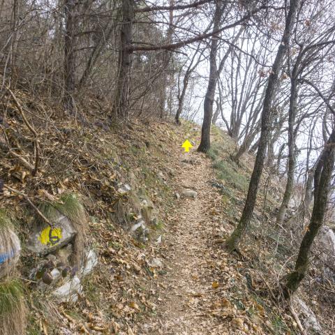 Foto nr. 1 Percorriamo a ritroso il sentiero nr. 2, che dopo un primo tratto ripido riprende l'andamento a mezza costa nel bosco - © G.S. Marinelli, riproduzione vietata.