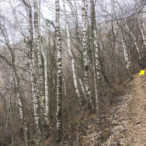 Foto nr. 6 Attraversiamo un tratto di bosco di betulle - © G.S. Marinelli, riproduzione vietata.