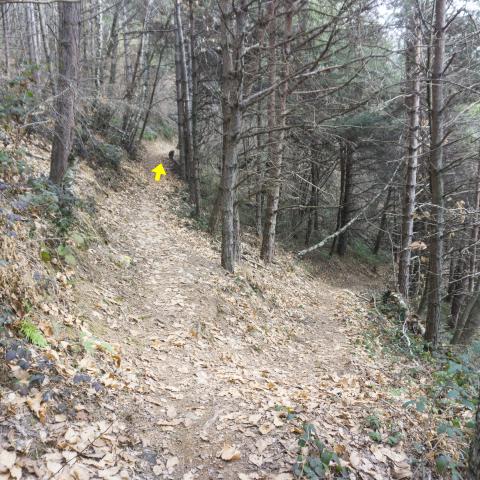 Foto nr. 11 ci manteniamo sul sentiero, che rientra nel bosco di betulle frammisto a conifere - © G.S. Marinelli, riproduzione vietata.