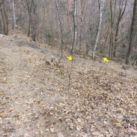 Foto nr. 2 scendiamo, ancora nel bosco, con qualche curva  - © G.S. Marinelli, riproduzione vietata.