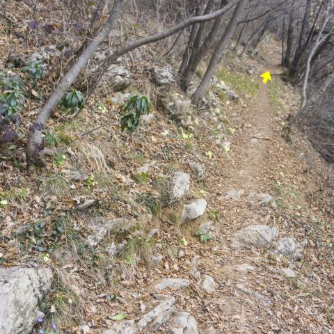 Foto nr. 8 proseguiamo su sentiero a mezza costa nel bosco - © G.S. Marinelli, riproduzione vietata.