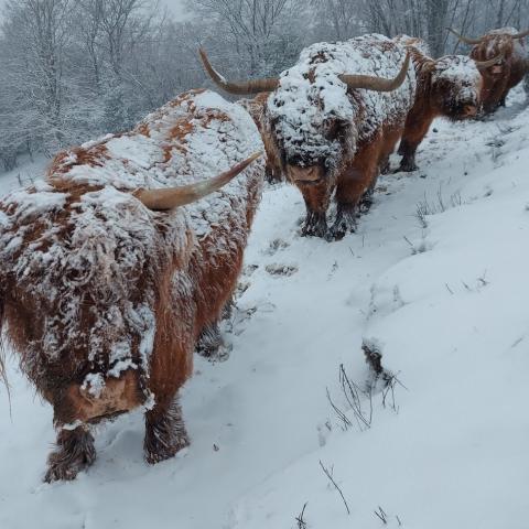 Mucche scozzesi Higland nei pressi del Rifugio  - © G.S. Marinelli, riproduzione vietata.
