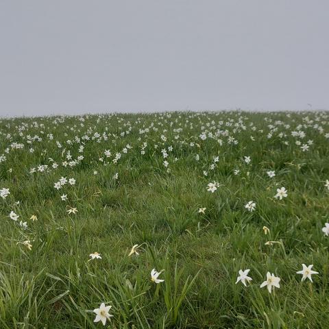   - © G.S. Marinelli, riproduzione vietata.