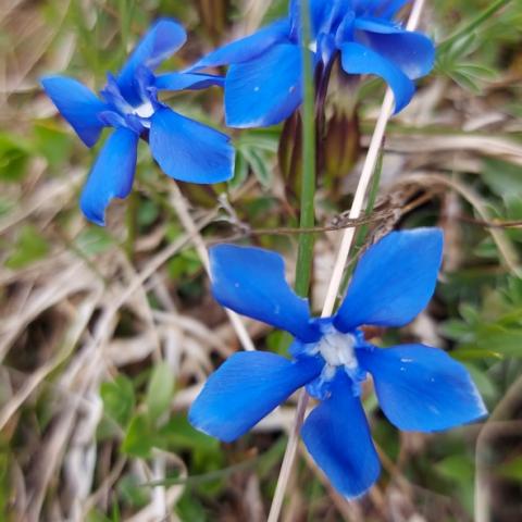 Genziana primaticcia  - © G.S. Marinelli, riproduzione vietata.