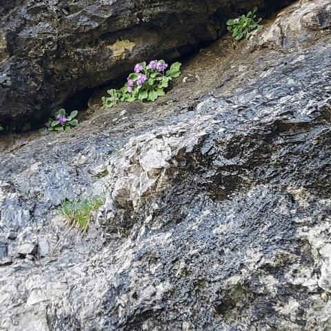 Primule ai piedi della parete rocciosa  - © G.S. Marinelli, riproduzione vietata.