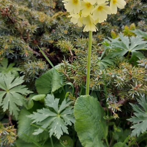 Primula maggiore  - © G.S. Marinelli, riproduzione vietata.