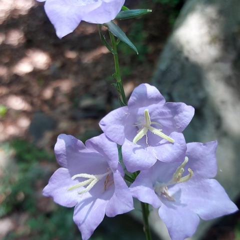 Campanule sul sentiero di discesa dalla croce di Zone   - © G.S. Marinelli, riproduzione vietata.