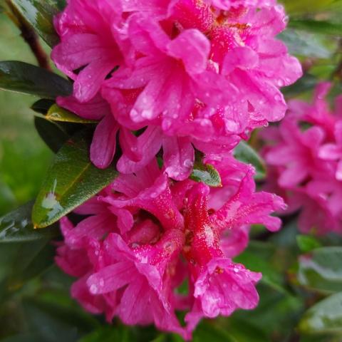 Rododendro  - © G.S. Marinelli, riproduzione vietata.