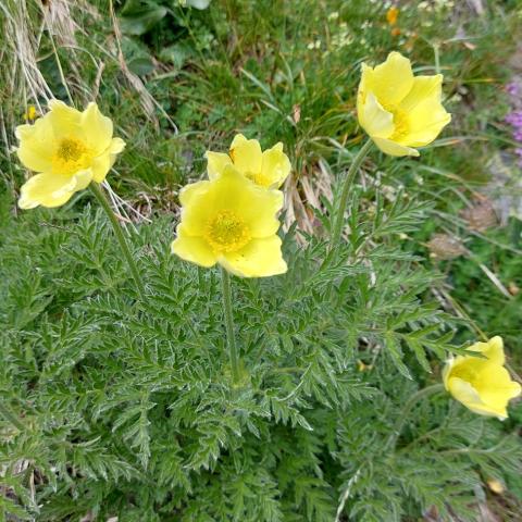 Pulsatilla  - © G.S. Marinelli, riproduzione vietata.