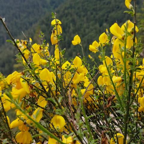 Ginestra dei carbonai  - © G.S. Marinelli, riproduzione vietata.