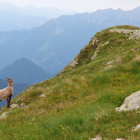 Camosci nei pressi del rifugio  - © G.S. Marinelli, riproduzione vietata.