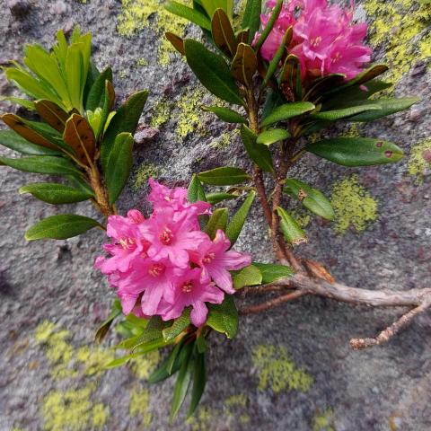 Rododendri tardivi  - © G.S. Marinelli, riproduzione vietata.