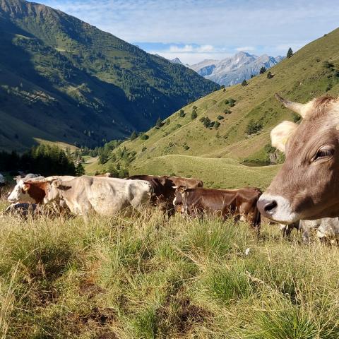 Lungo i pascoli della Valle di Viso  - © G.S. Marinelli, riproduzione vietata.