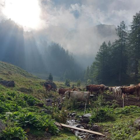 Il pascolo della Val Terzera  - © G.S. Marinelli, riproduzione vietata.