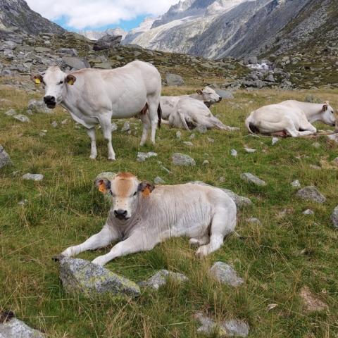 Nella valle Adamè, tanti sono gli animali che la abitano  - © G.S. Marinelli, riproduzione vietata.