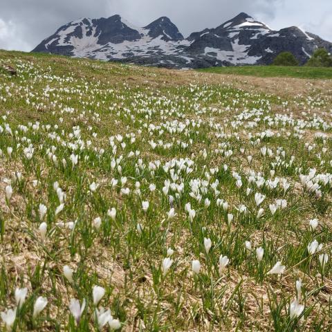 i primi Crocus  - © G.S. Marinelli, riproduzione vietata.