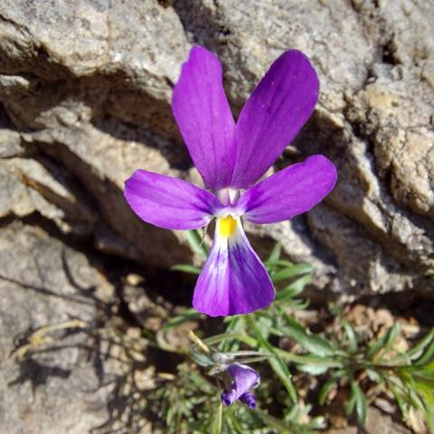 Viola dubyana  - © G.S. Marinelli, riproduzione vietata.