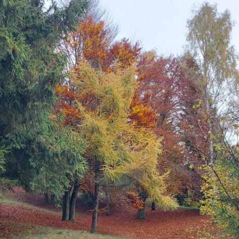 Colori dell'autunno  - © G.S. Marinelli, riproduzione vietata.