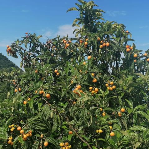 Assaggiate le Nespole giapponesi, molti alberi sul percorso,  - © G.S. Marinelli, riproduzione vietata.