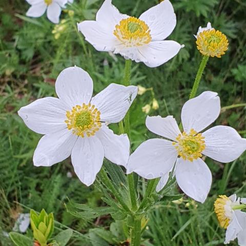 Anemone narcissiflora  - © G.S. Marinelli, riproduzione vietata.