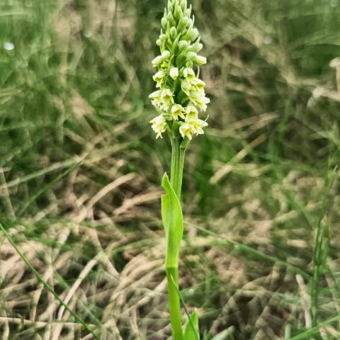 Orchide candida  - © G.S. Marinelli, riproduzione vietata.