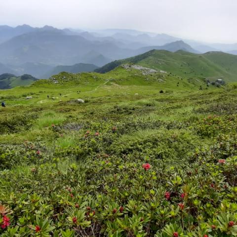 Rododendri sul versante Sud-Est    - © G.S. Marinelli, riproduzione vietata.