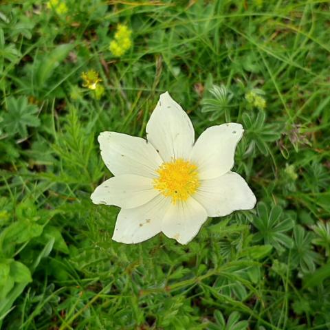 Pulsatilla  - © G.S. Marinelli, riproduzione vietata.