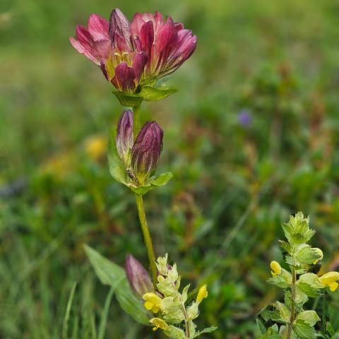 Genziana purpurea  - © G.S. Marinelli, riproduzione vietata.