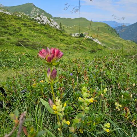 Genziana purpurea  - © G.S. Marinelli, riproduzione vietata.