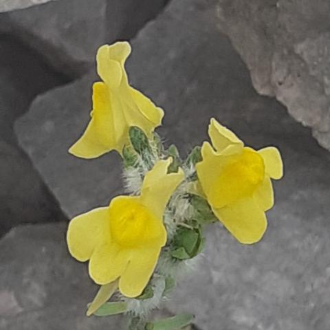 Linaria bergamasca  - © G.S. Marinelli, riproduzione vietata.