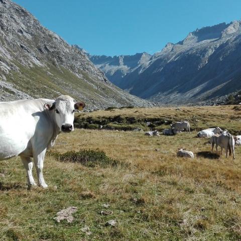   - © G.S. Marinelli, riproduzione vietata.