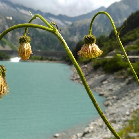   - © G.S. Marinelli, riproduzione vietata.